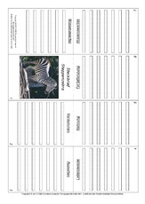 Faltbuch-Steppenzebra.pdf